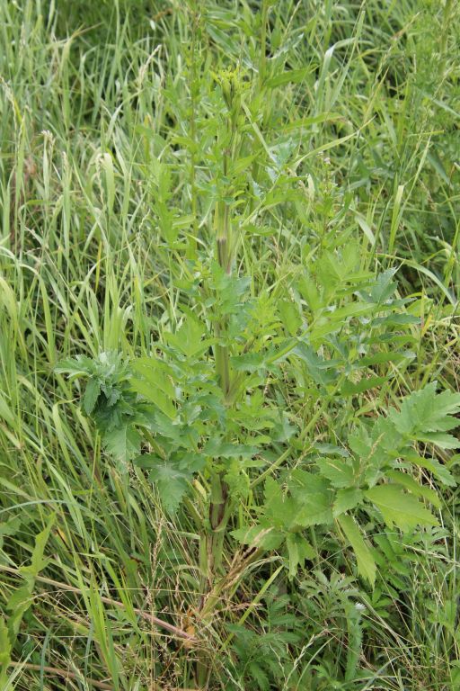 Pastinaca sativa L.