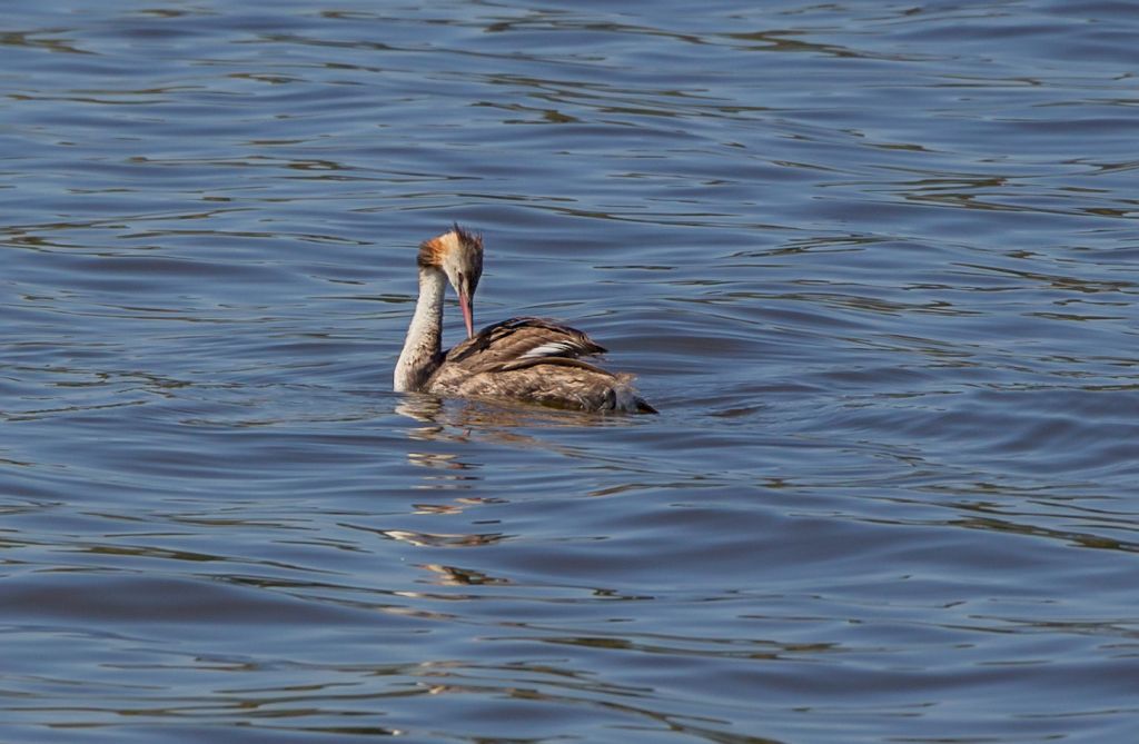 Podiceps cristatus (Linnaeus, 1758)