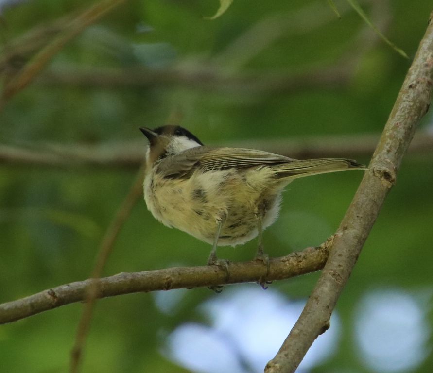 Parus major Linnaeus, 1758