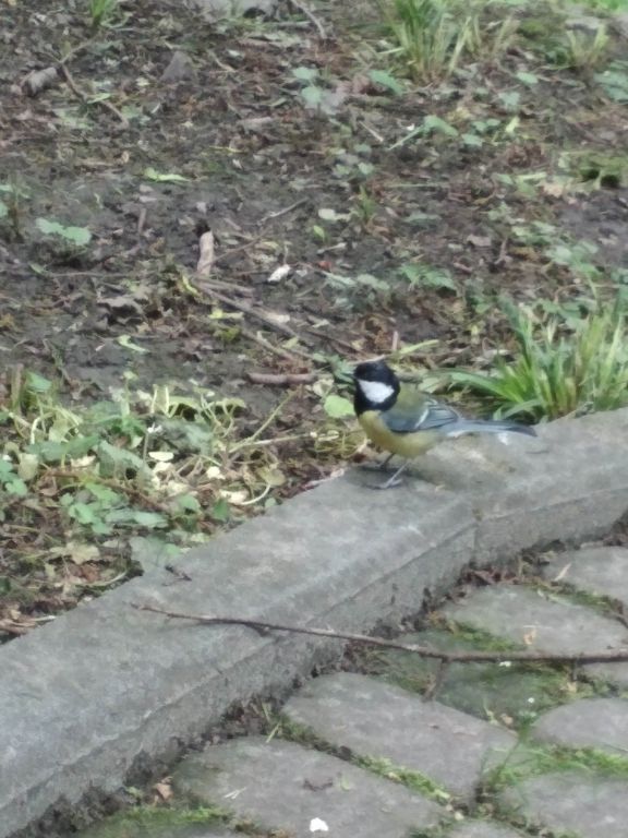 Parus major Linnaeus, 1758