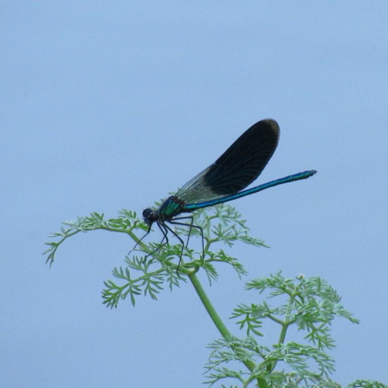 Calopteryx splendens (Harris, 1782)