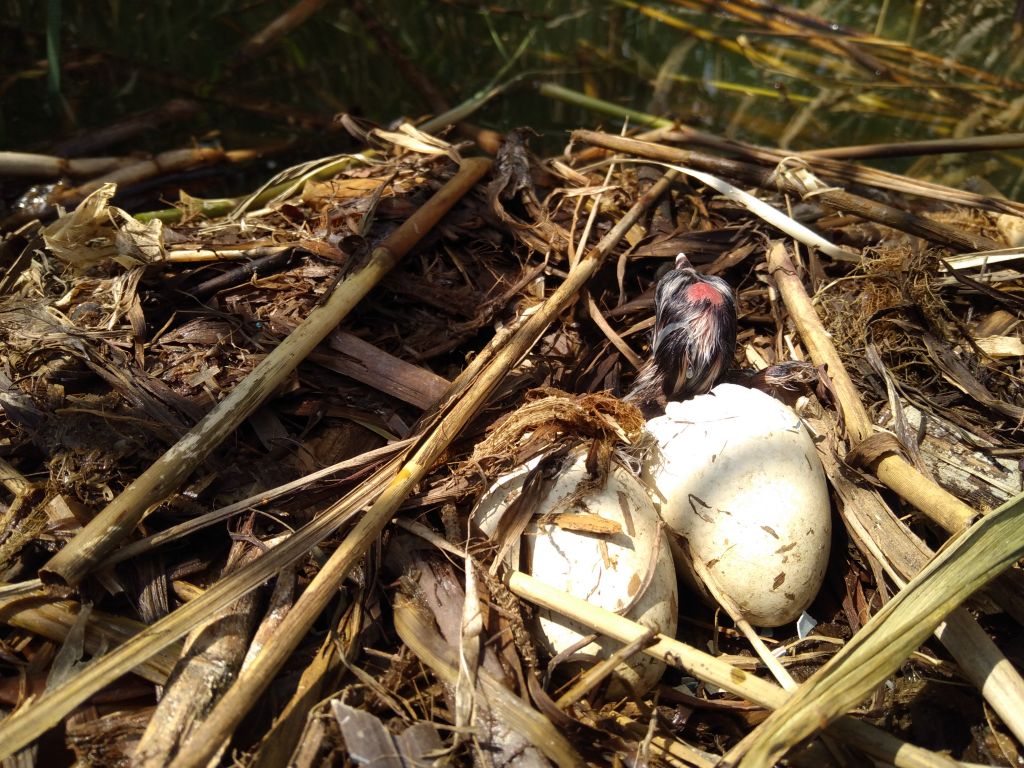 Podiceps cristatus (Linnaeus, 1758)
