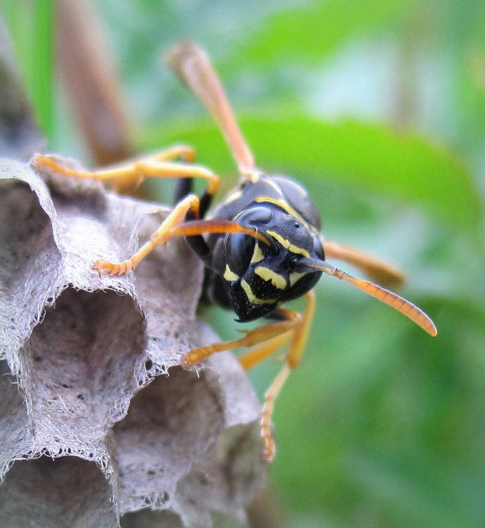 Polistes nimpha (Christ, 1791)