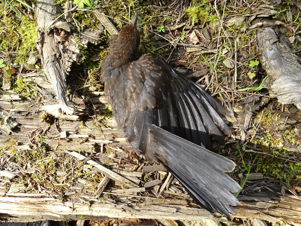 Turdus merula Linnaeus, 1758