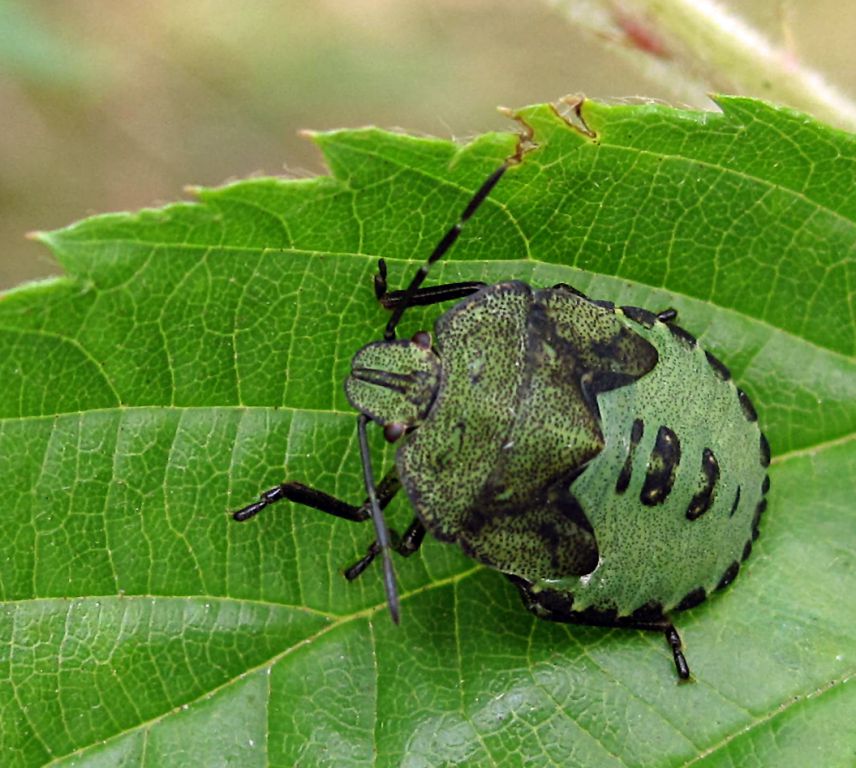 Palomena prasina (Linnaeus, 1761)