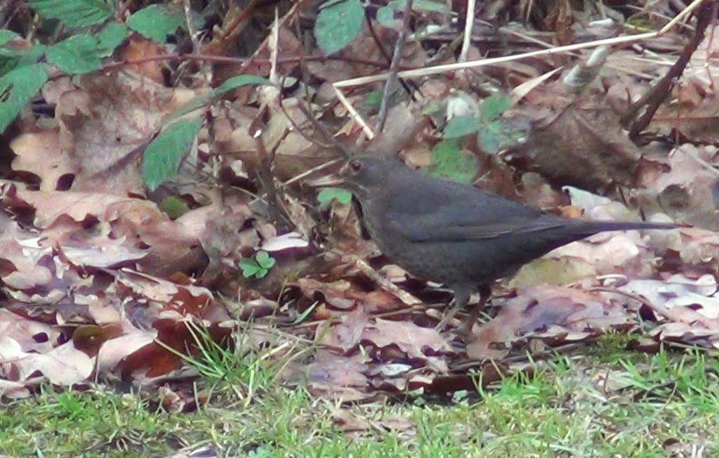 Turdus merula Linnaeus, 1758