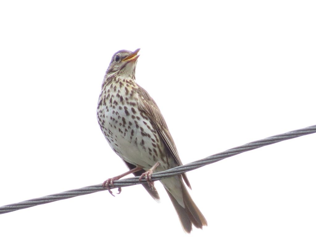 Turdus philomelos C.L.Brehm, 1831