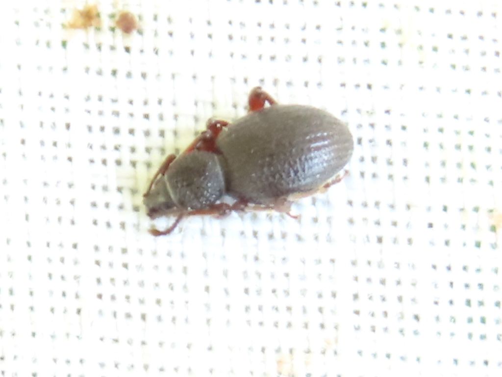 Otiorhynchus (Pendragon) ovatus (Linnaeus, 1758)