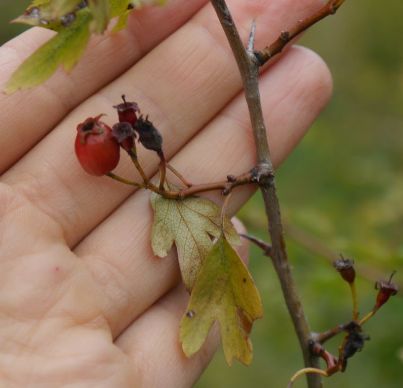 Crataegus monogyna Jacq.