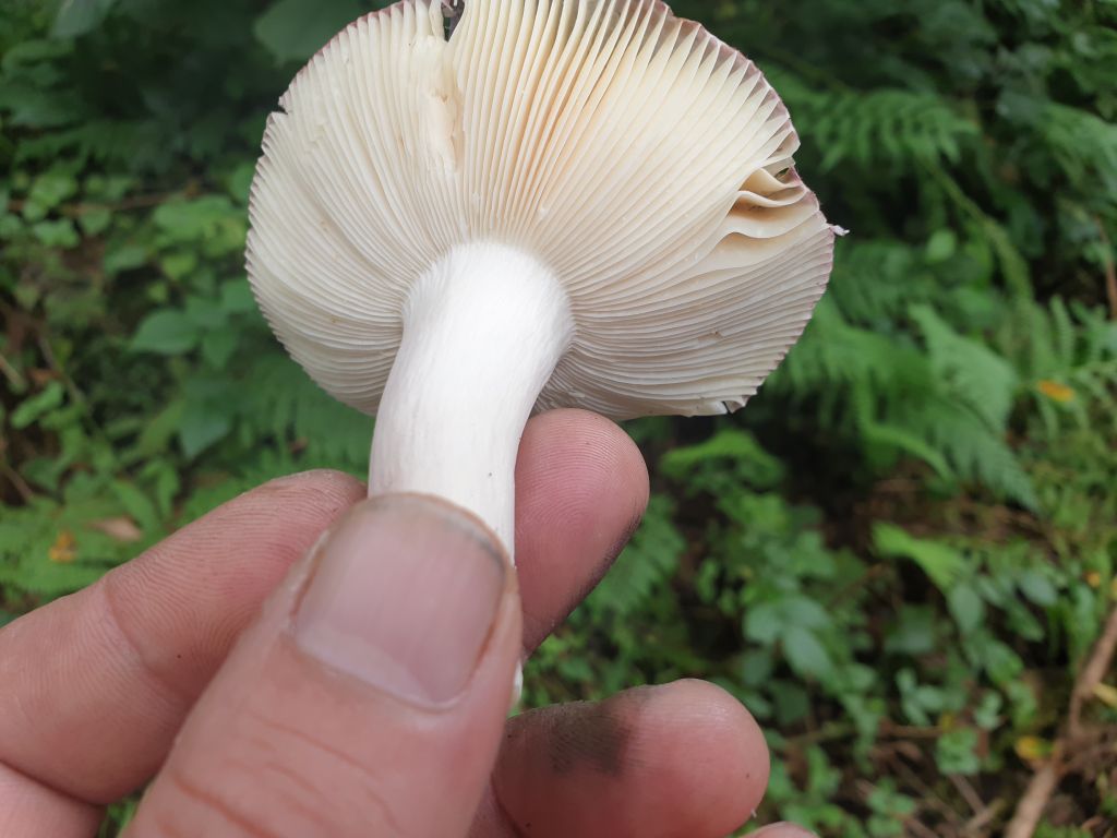 Russula