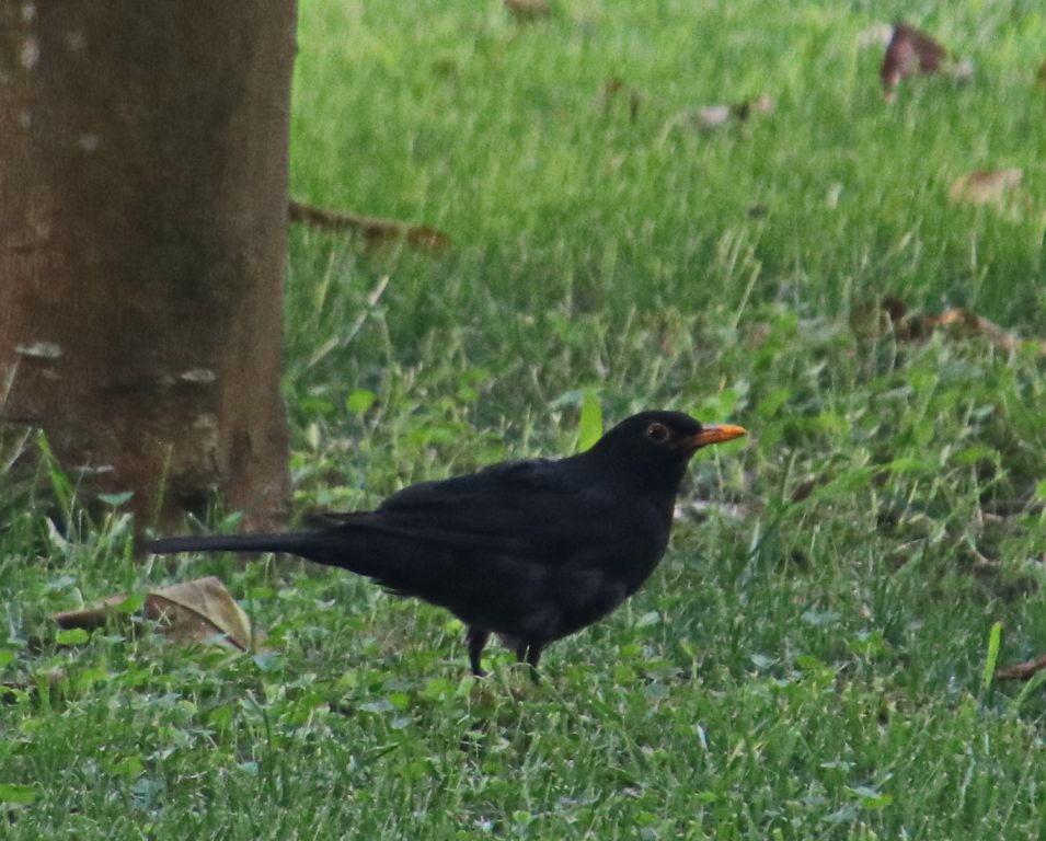 Turdus merula Linnaeus, 1758