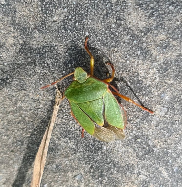 Palomena prasina (Linnaeus, 1761)
