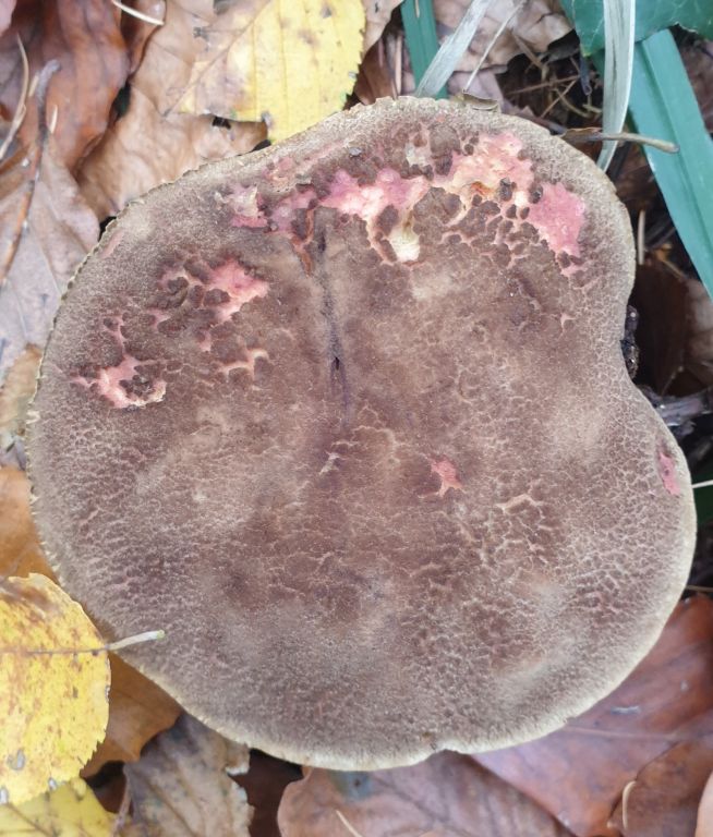 Xerocomellus chrysenteron (Bull.) Šutara