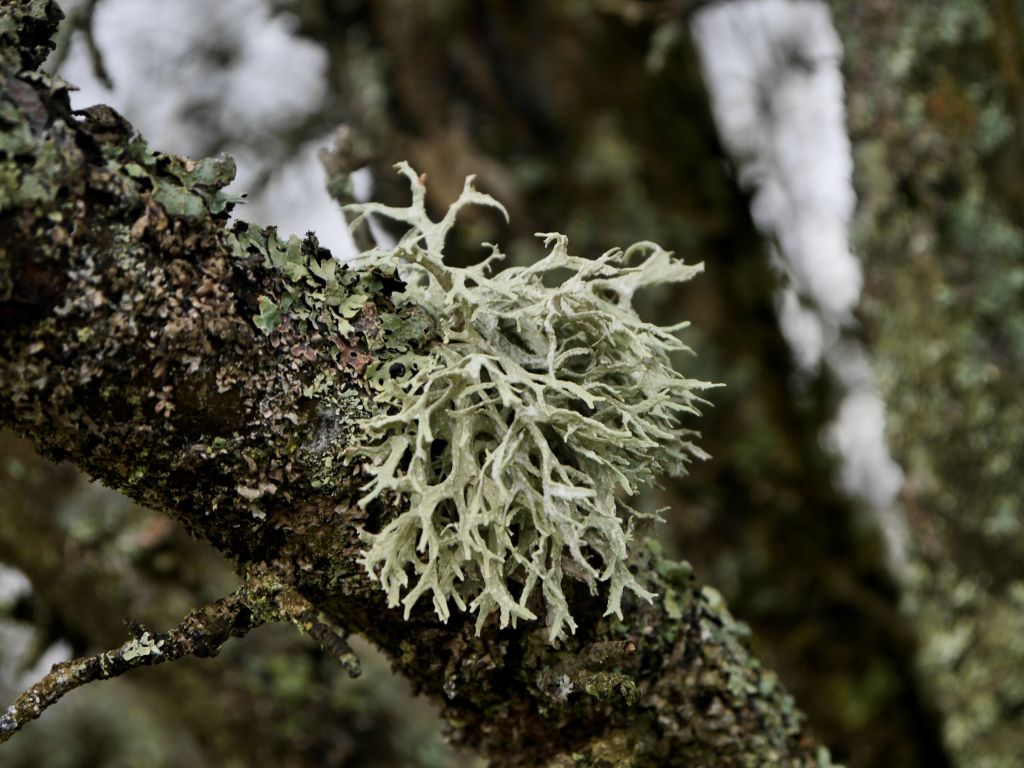 Evernia prunastri (L.) Ach.