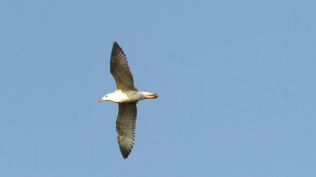Larus cachinnans Pallas, 1811