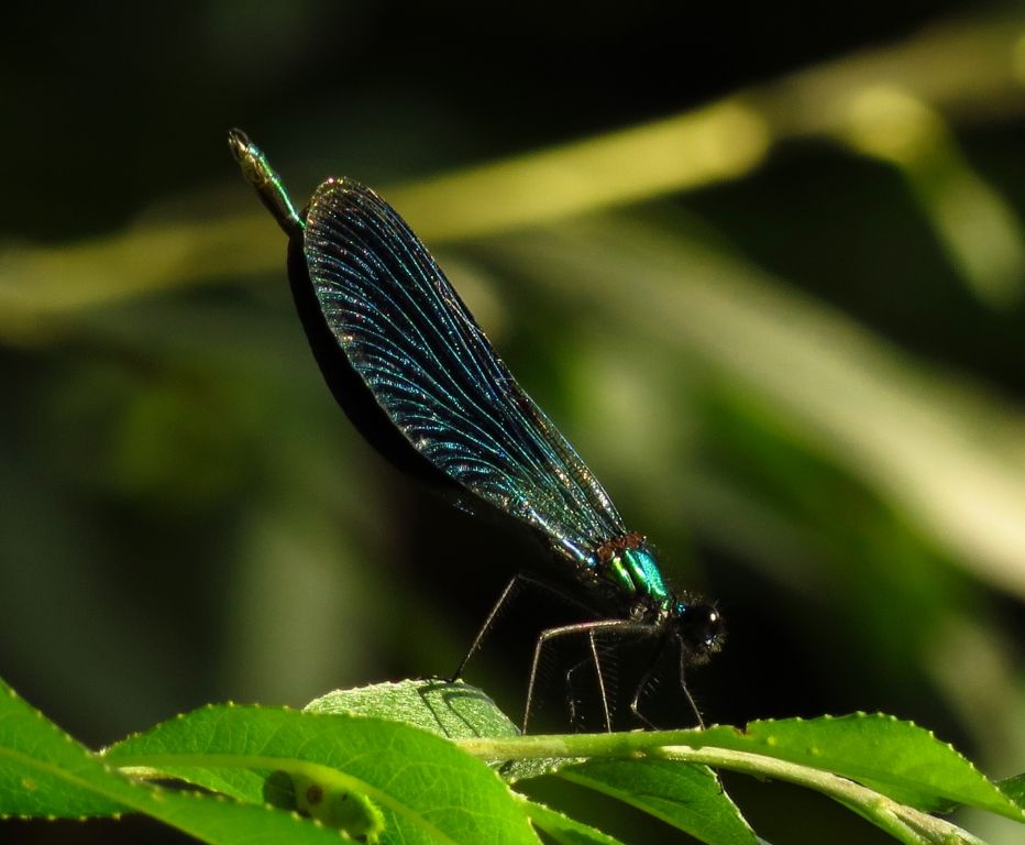 Calopteryx splendens (Harris, 1782)