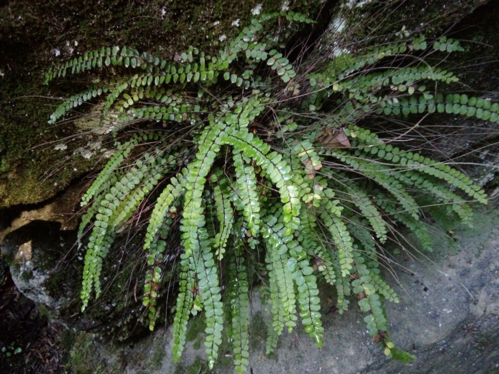 Asplenium trichomanes L.