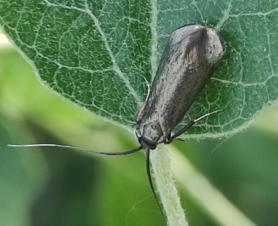 Adela reaumurella (Linnaeus, 1758)