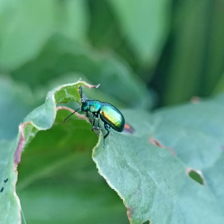 Gastrophysa viridula (De Geer, 1775)