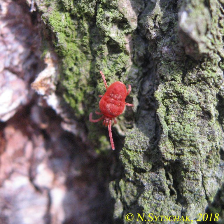 Trombidiformes