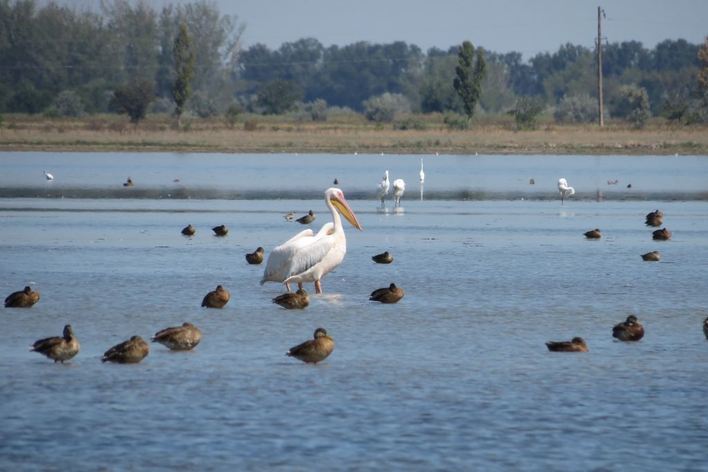 Pelecanus onocrotalus Linnaeus, 1758