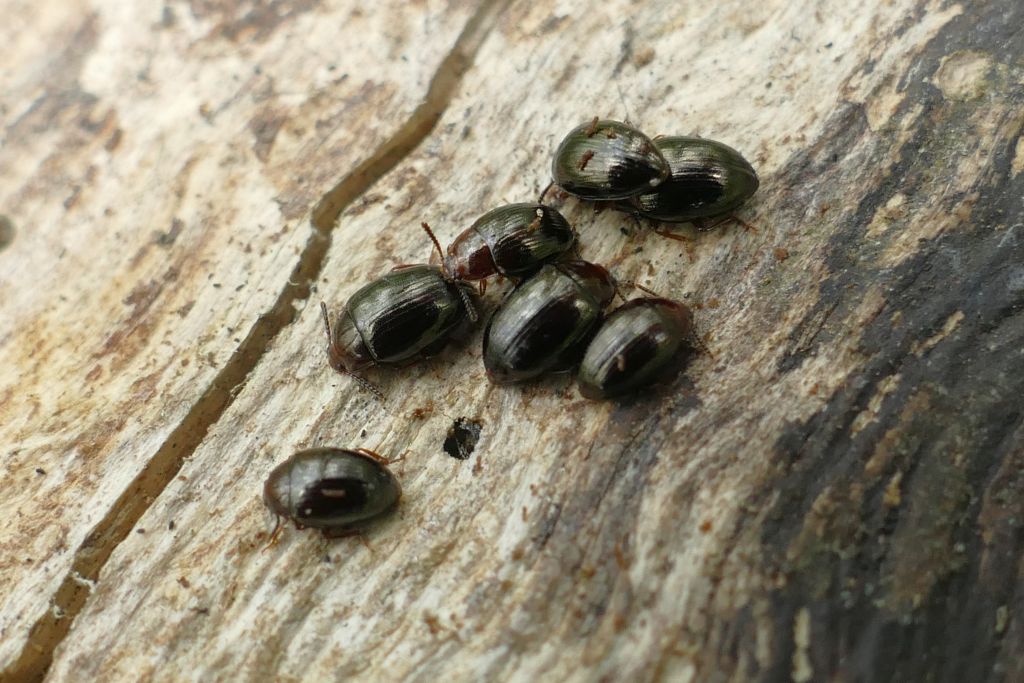 Scaphidema metallicum (Fabricius, 1792)