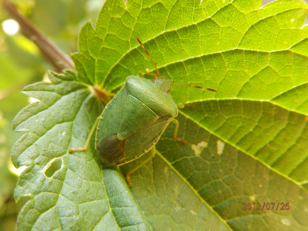 Palomena prasina (Linnaeus, 1761)