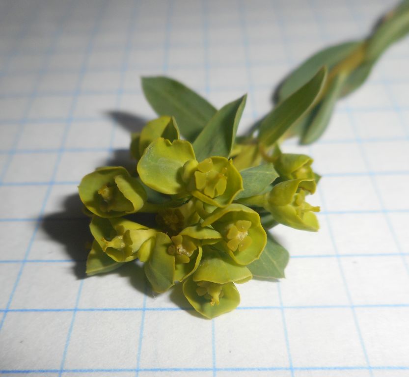 Euphorbia falcata L.
