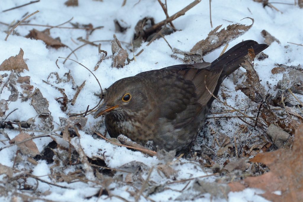 Turdus merula Linnaeus, 1758