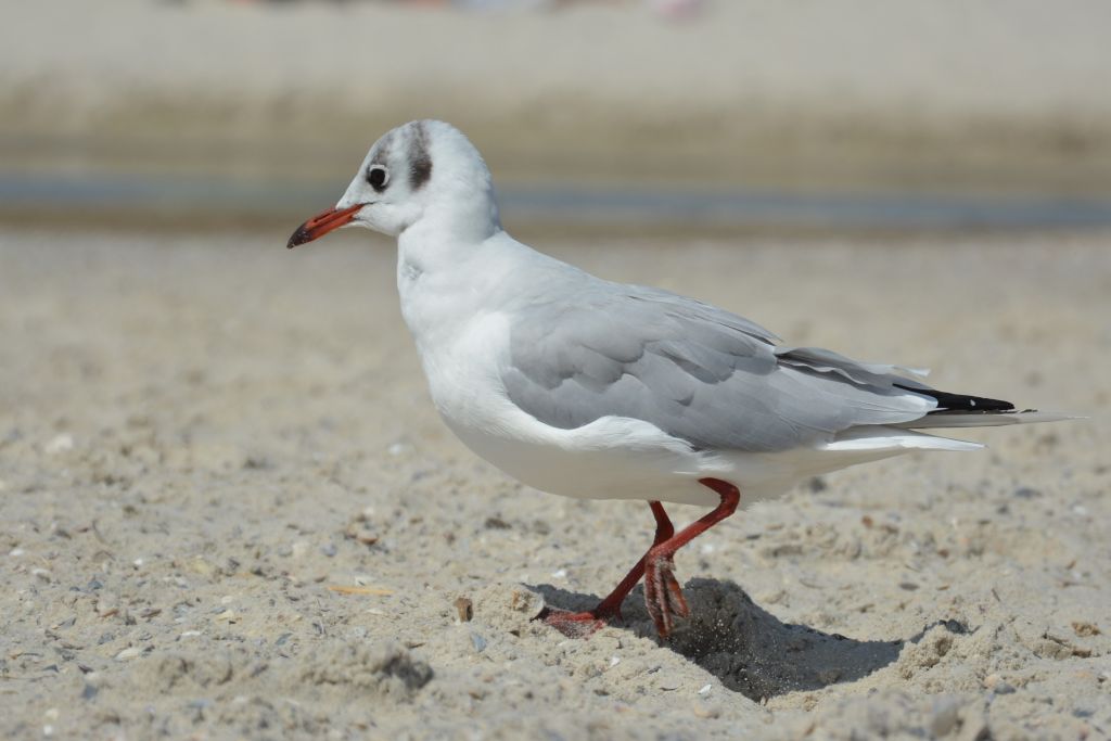 Chroicocephalus ridibundus (Linnaeus, 1766)