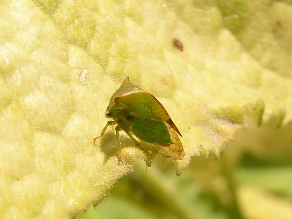 Stictocephala bisonia Kopp & Yonke, 1977