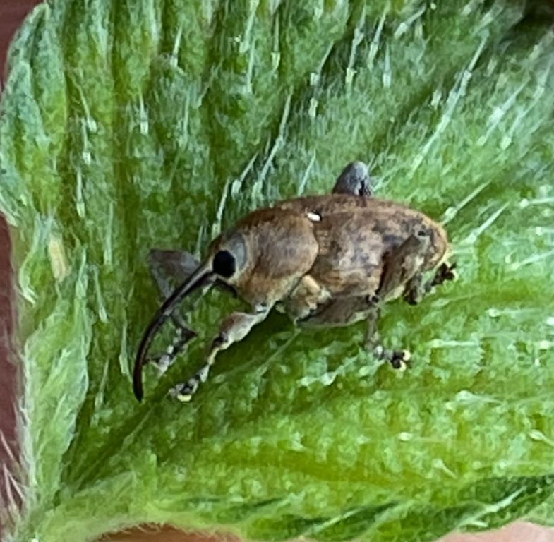 Curculio glandium Marsham, 1802