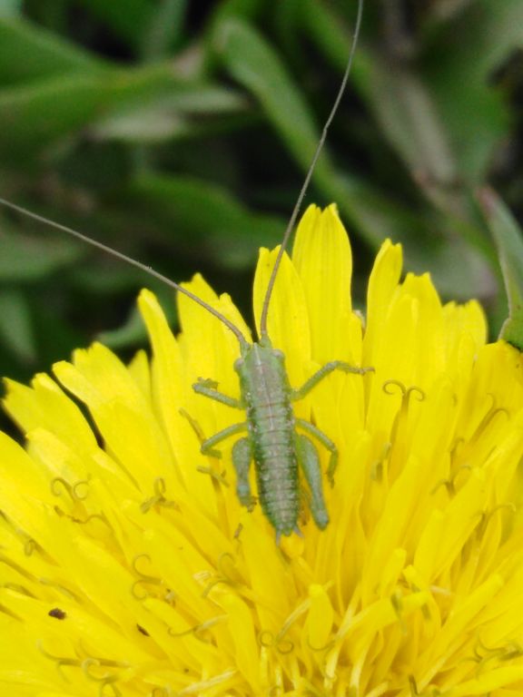 Tettigoniidae