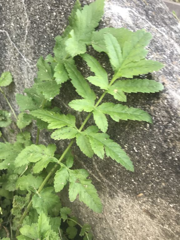 Pastinaca sativa L.