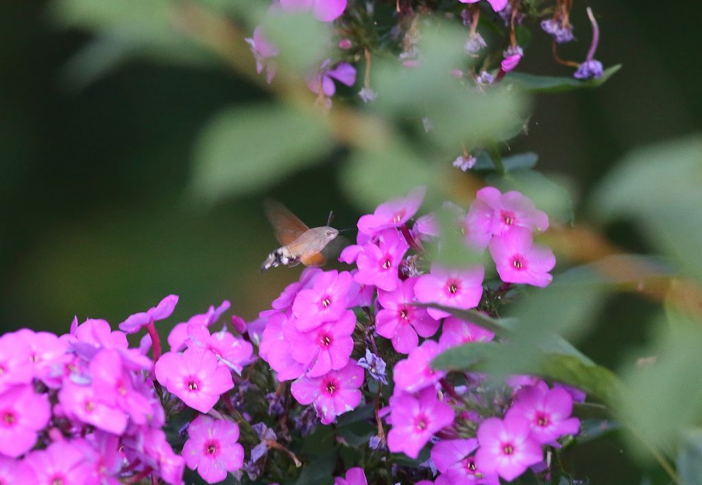 Macroglossum stellatarum (Linnaeus, 1758)