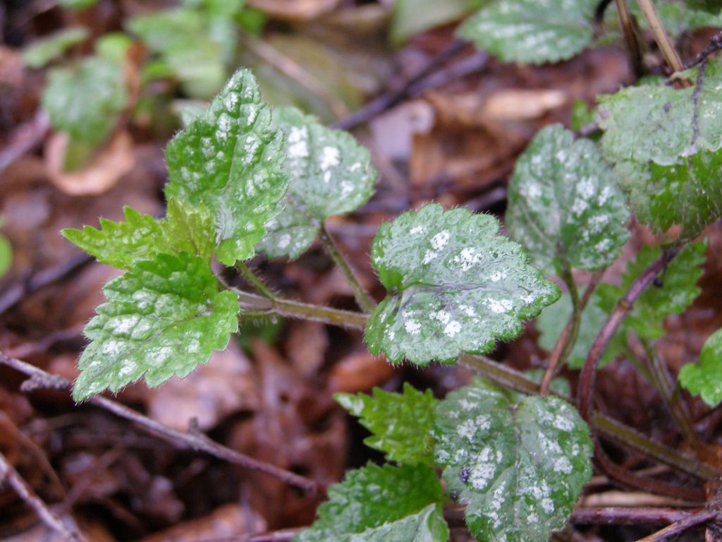 Lamium galeobdolon (L.) L.