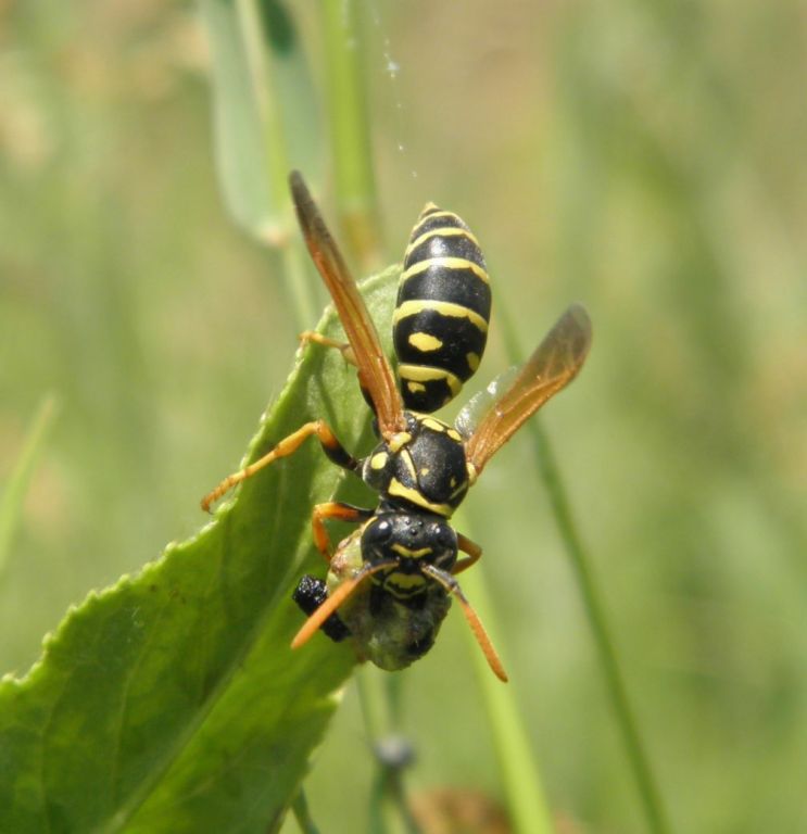 Polistes nimpha (Christ, 1791)