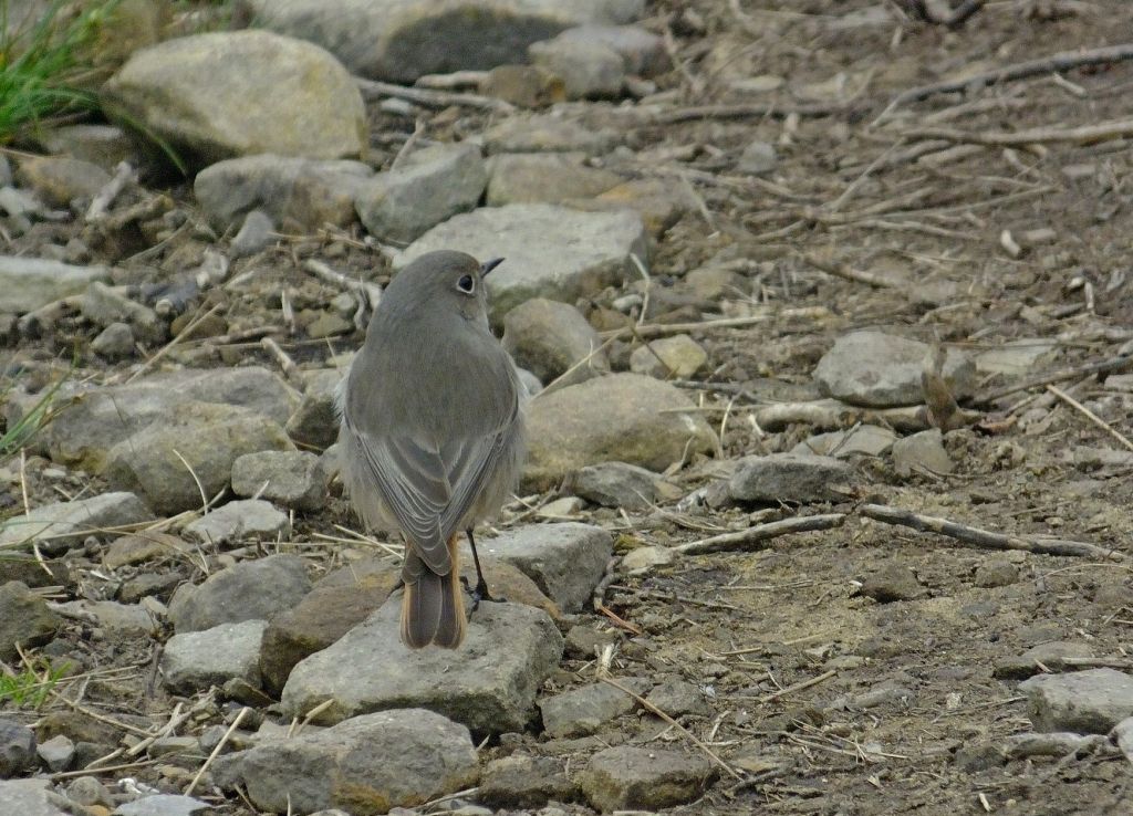 Phoenicurus ochruros (S.G.Gmelin, 1774)