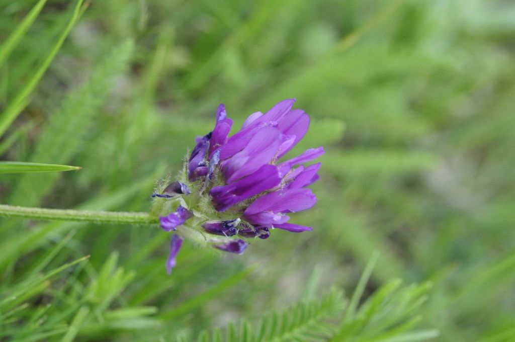 Astragalus onobrychis L.