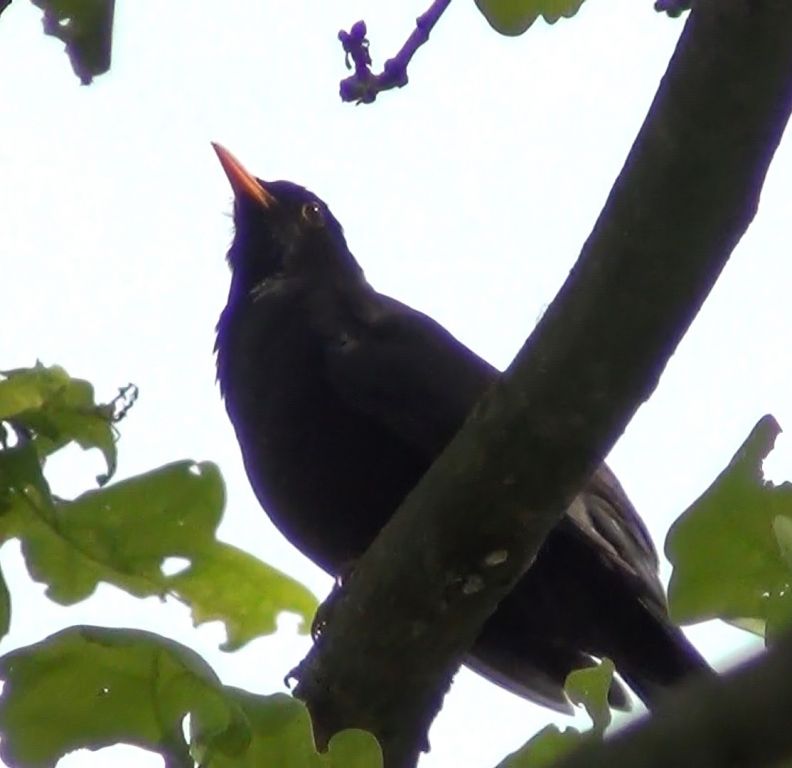 Turdus merula Linnaeus, 1758