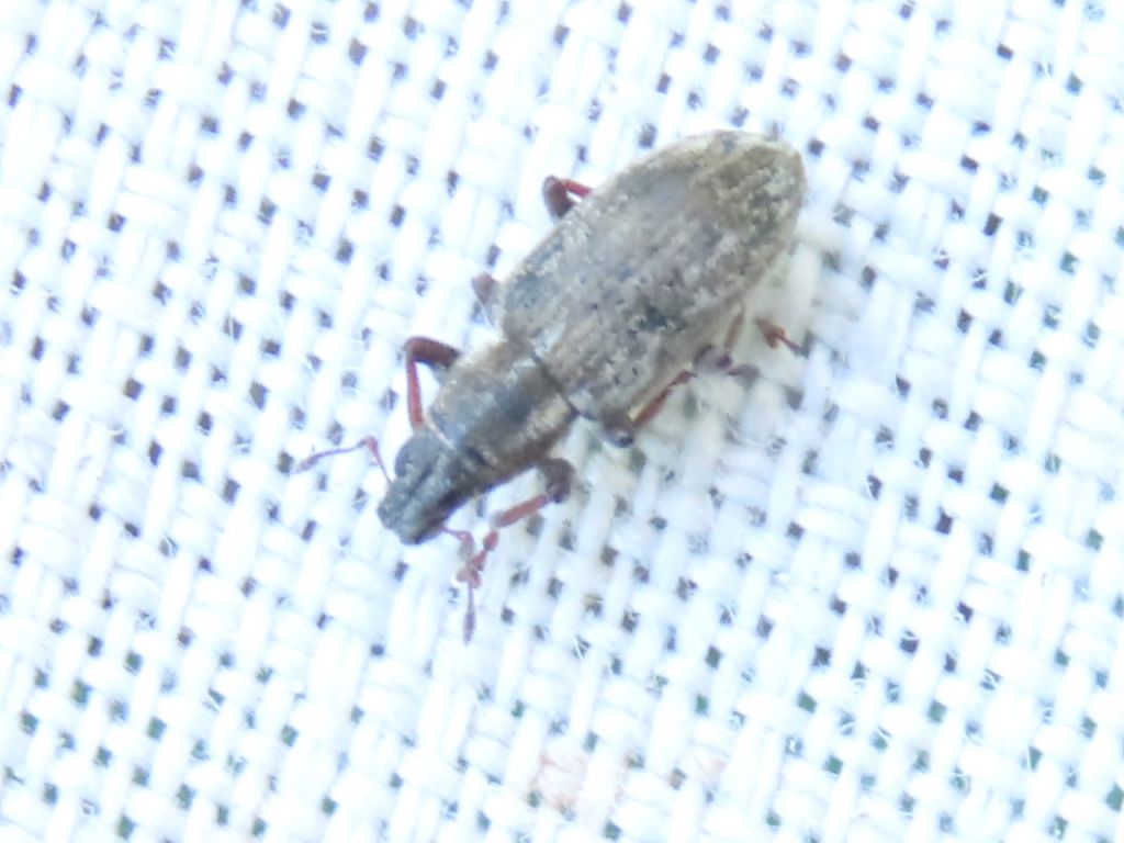 Sitona humeralis Stephens, 1831