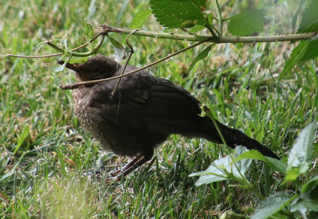 Turdus merula Linnaeus, 1758