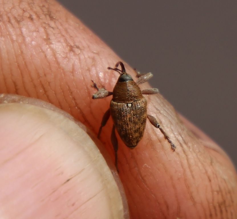 Curculio glandium Marsham, 1802