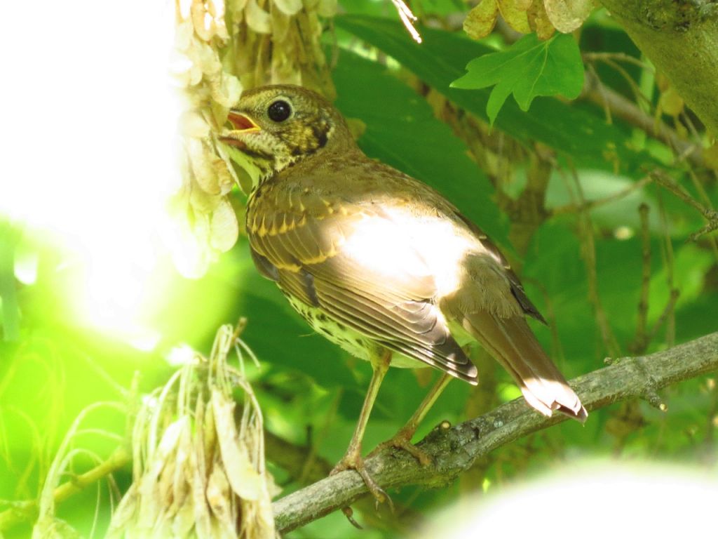 Turdus philomelos C.L.Brehm, 1831