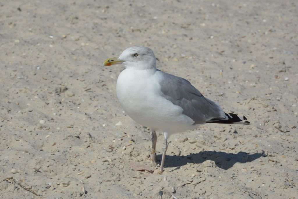 Larus cachinnans Pallas, 1811