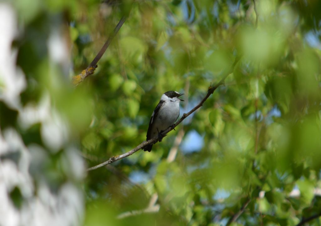 Ficedula albicollis (Temminck, 1815)
