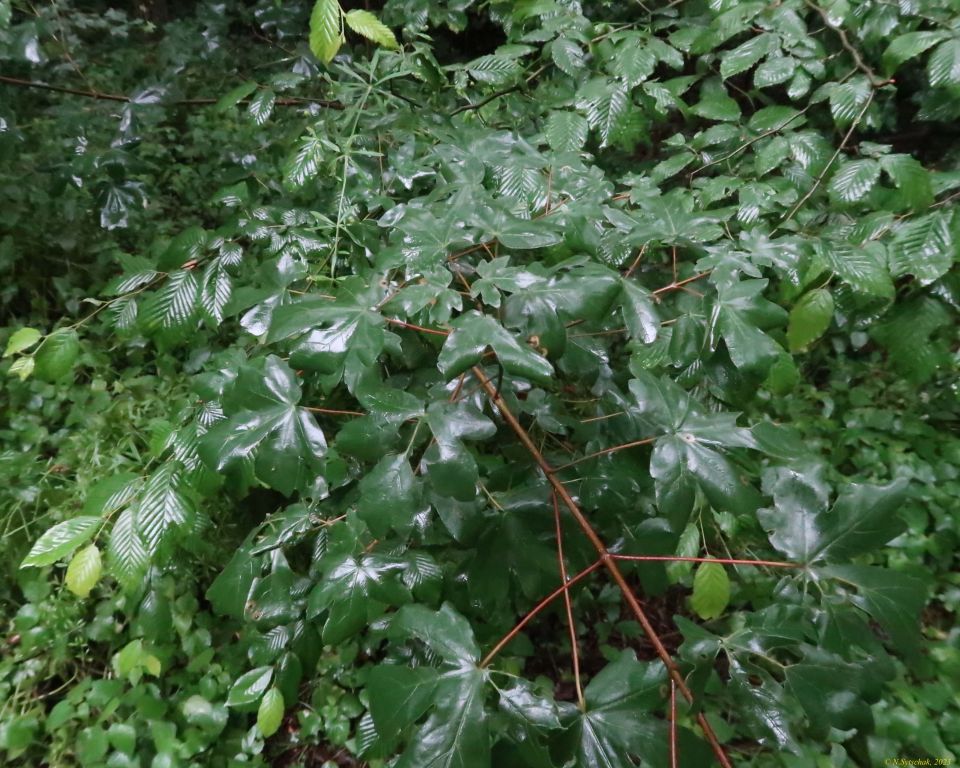 Acer campestre L.