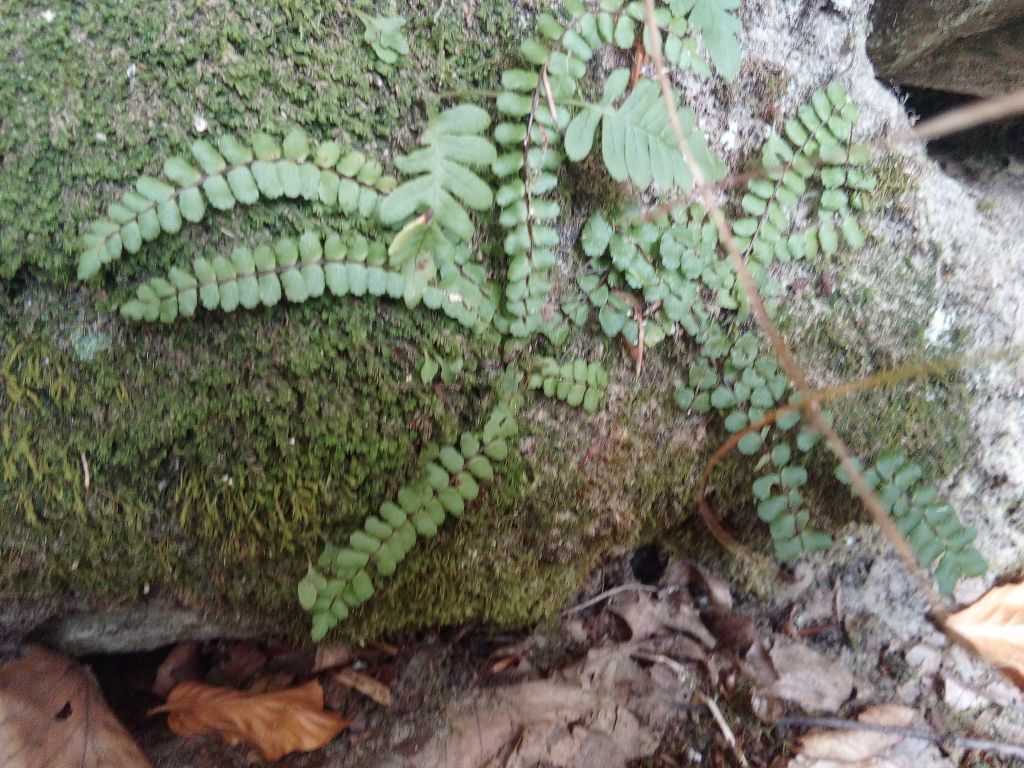 Asplenium trichomanes L.