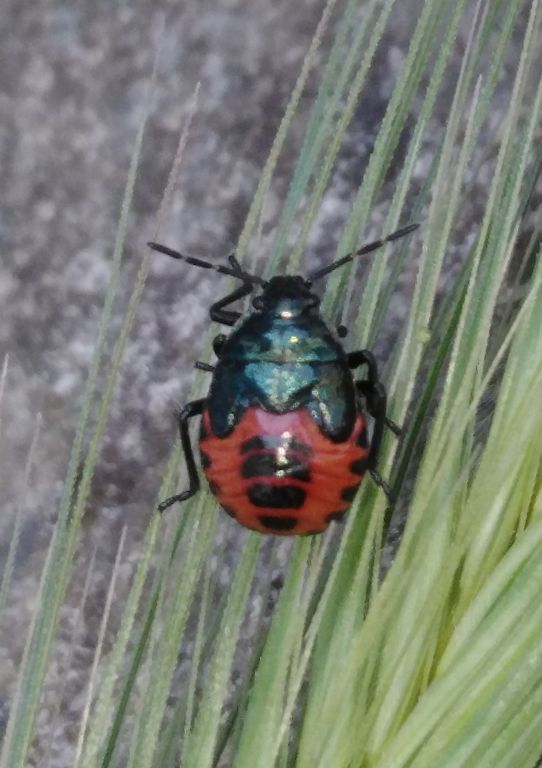 Zicrona caerulea (Linnaeus, 1758)