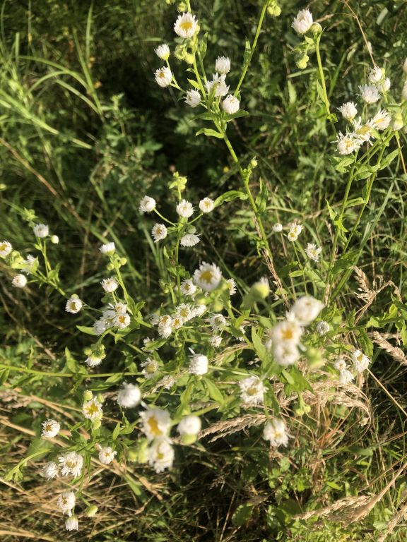 Erigeron annuus (L.) Pers.